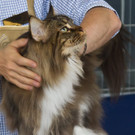 20150905fmt_int_katzenausstellung_mw-17.jpg