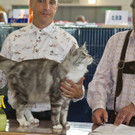 20150905fmt_int_katzenausstellung_mw-19.jpg