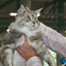 20150905fmt_int_katzenausstellung_mw-20.jpg