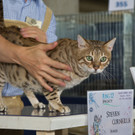 20150905fmt_int_katzenausstellung_mw-22.jpg