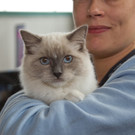 20150905fmt_int_katzenausstellung_mw-24.jpg