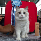 20150905fmt_int_katzenausstellung_mw-26.jpg