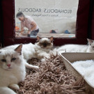 20150905fmt_int_katzenausstellung_mw-33.jpg
