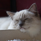 20150905fmt_int_katzenausstellung_mw-34.jpg