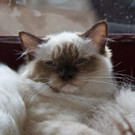 20150905fmt_int_katzenausstellung_mw-35.jpg
