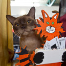 20150905fmt_int_katzenausstellung_mw-37.jpg