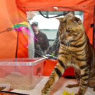 20150905fmt_int_katzenausstellung_mw-39.jpg