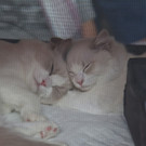 20150905fmt_int_katzenausstellung_mw-41.jpg