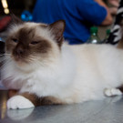 20150905fmt_int_katzenausstellung_mw-42.jpg