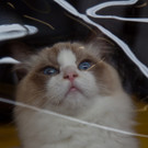 20150905fmt_int_katzenausstellung_mw-43.jpg