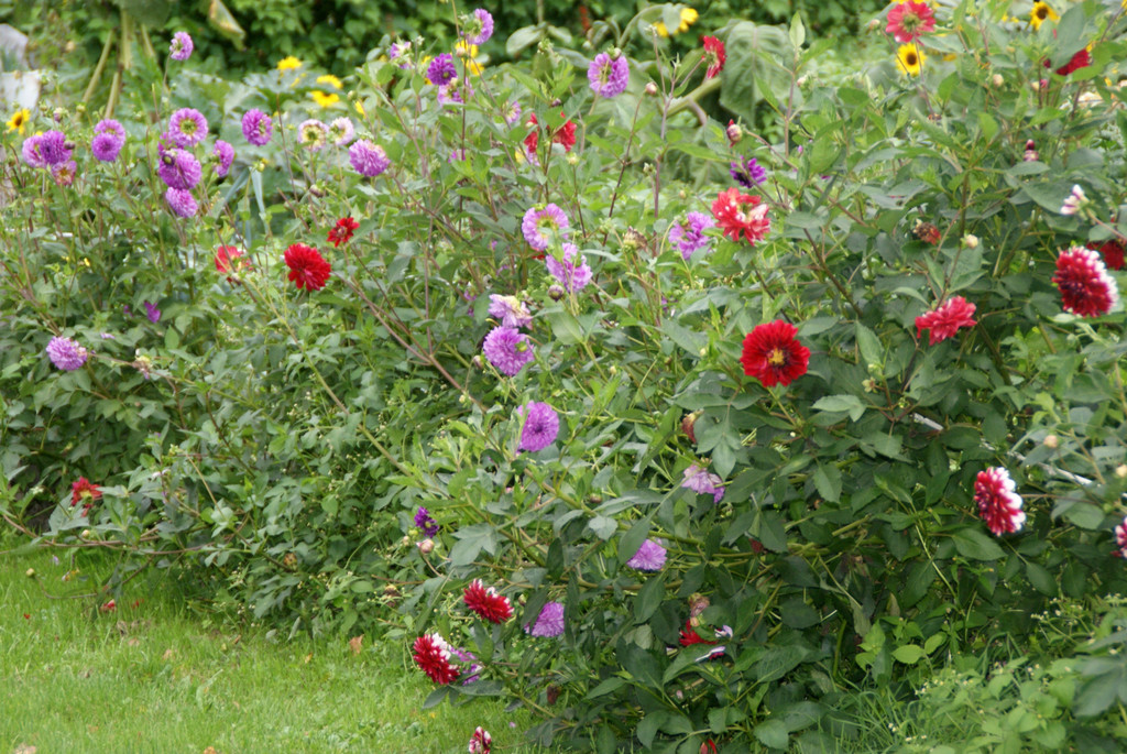 Blumenzauber wie im M__rchen.JPG