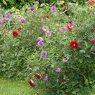 Blumenzauber wie im M__rchen.JPG