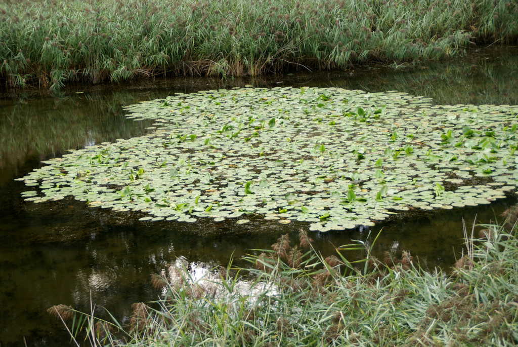 Ob wohl der Froschk__nig hier wohnt.JPG