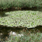 Ob wohl der Froschk__nig hier wohnt.JPG