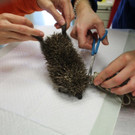 Igel_3.jpg