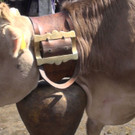 DSC070.JPG