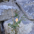 _DSC8277.jpg