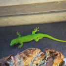 VOL Live zu Besuch in der Zoowelt Götzis