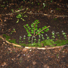 Waldbild 2_JPG-1275402009