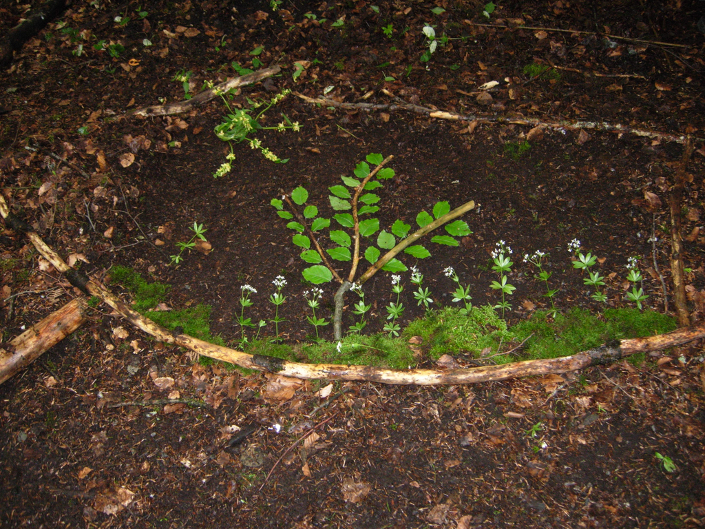 Waldbild 2_JPG-1275402009