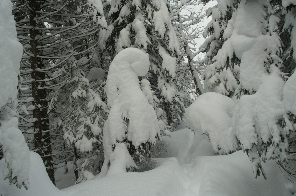 Sibratsgf__ll  Winterwanderung  2010  Schneeschnecke_jpg-1275409085