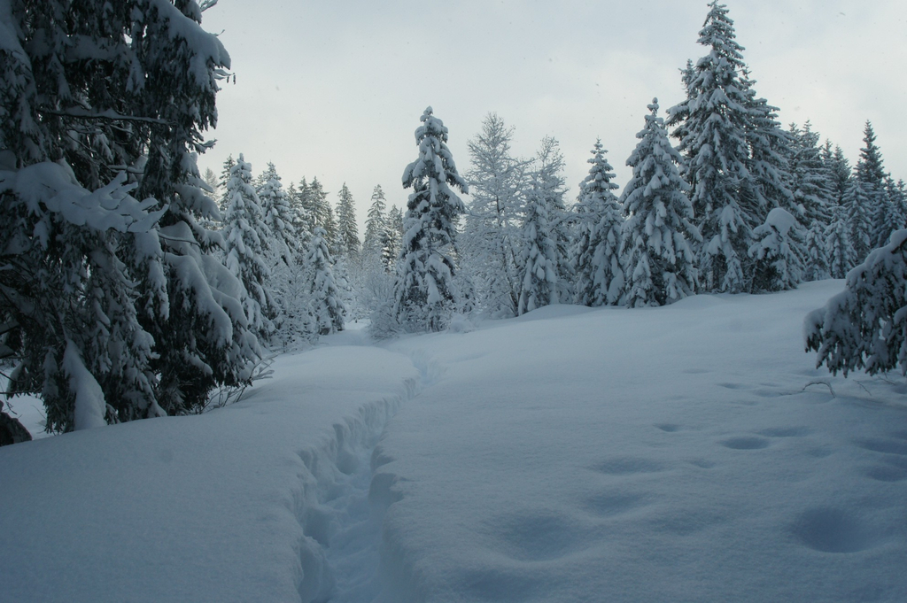 Sibratsgf__ll  Winterwanderung  2010  Schneeweg 2 unber__hrte  Natur_jpg-1275409107
