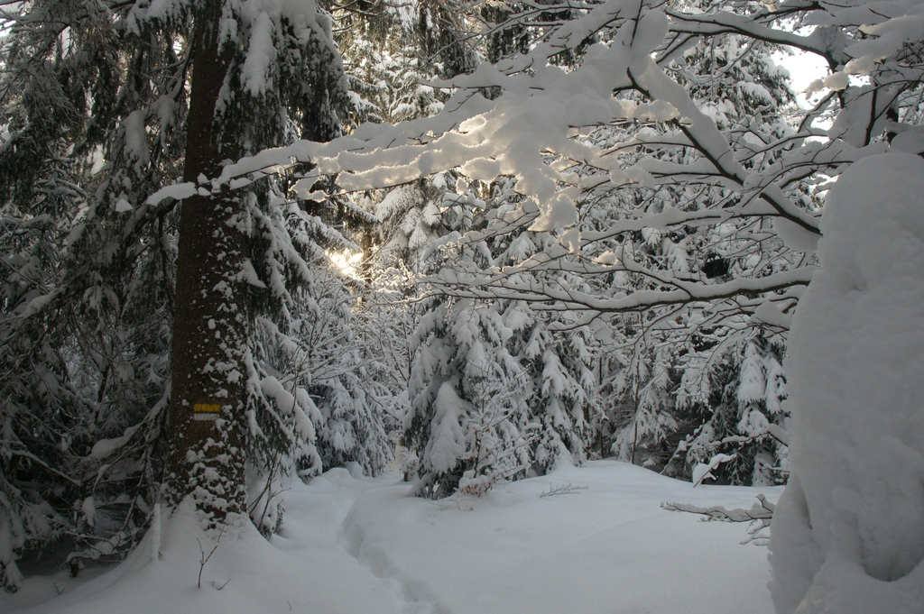 Sibratsgf__ll  Winterwanderung  2010  Winterweg in  Ruhe genie__en_jpg-1275409270