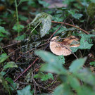 IMG_2295.JPG
