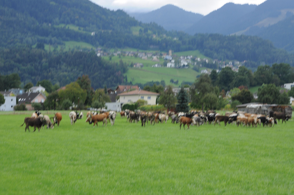 DSC_0223.JPG