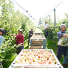 Frische Ländle-Äpfel