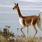 mavia_Peru_33.JPG