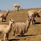 mavia_Peru_91.jpg