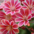 Fotowettbewerb: Frühling & Garten - Blüten