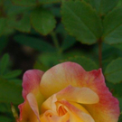 Blecha Christina 1.JPG