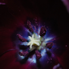 Blecha Viktoria 1.JPG