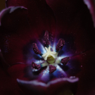 Blecha Viktoria 2.JPG