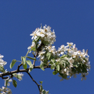 B__chele Michelle 1.JPG