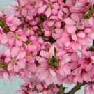 Gstallnig Harald.JPG