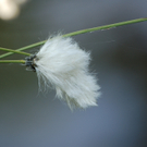 Herburger Franz 1.JPG