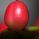 H__usle Wolfgang 1.JPG