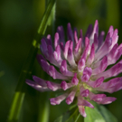 Kaiblinger Matthias 2.JPG