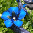 Loacker Hermann 2.JPG