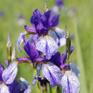 Loacker Hermann 5.JPG