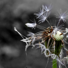 Loacker Sabina 1.JPG