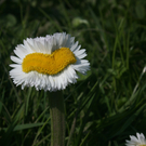 M__ller Wilfried 1.JPG