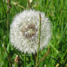 Oberer Herbert 1.JPG