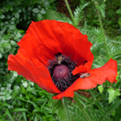 Popolari Agnes 1.JPG