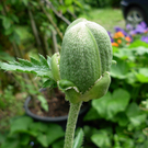 Popolari Agnes 2.JPG