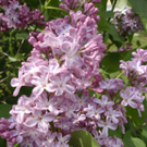 Scheffknecht Karin 1.JPG