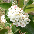 Scheffknecht Karin 2.JPG